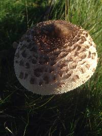 Macrolepiota procera var. procera image