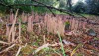 Alloclavaria purpurea image