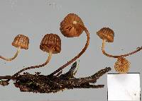 Mycena mamaku image