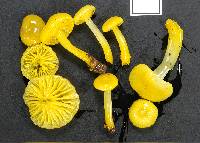 Gliophorus chromolimoneus image