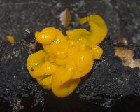 Tremella mesenterica image