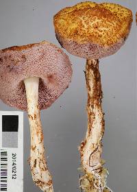 Image of Austroboletus lacunosus