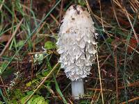 Coprinus comatus image