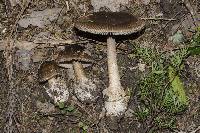 Amanita pekeoides image