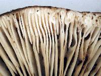 Russula inquinata image