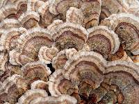 Trametes versicolor image