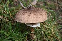 Macrolepiota procera var. procera image