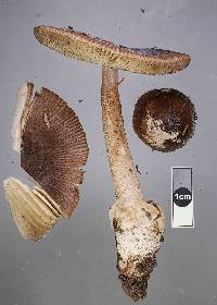 Amanita pekeoides image