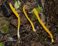 Clavulinopsis laeticolor image