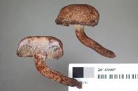 Porphyrellus brunneus image