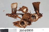 Cyathus striatus image