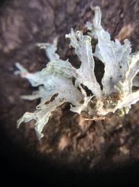 Ramalina canariensis image