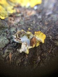 Xanthoria parietina var. parietina image