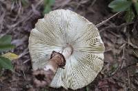 Chlorophyllum molybdites image