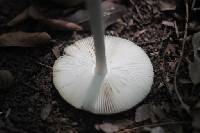 Amanita ceciliae image