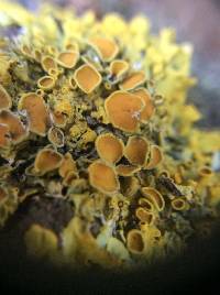 Xanthoria parietina var. parietina image