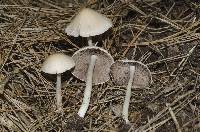 Psathyrella candolleana image