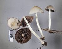 Psathyrella candolleana image