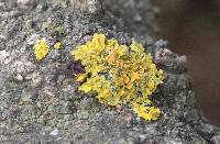 Xanthoria parietina var. parietina image