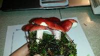 Russula sanguinaria image