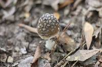 Amanita ceciliae image