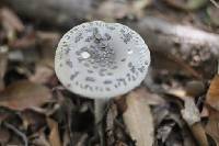 Amanita ceciliae image