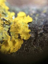 Xanthoria parietina var. parietina image