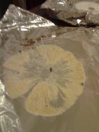 Chlorophyllum molybdites image