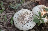 Chlorophyllum molybdites image