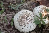 Chlorophyllum molybdites image