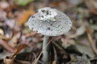 Amanita ceciliae image