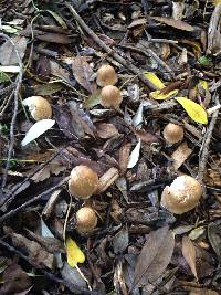 Agaricus augustus image