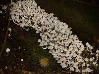 Coprinellus disseminatus image