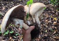 Agaricus augustus image