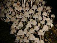 Coprinellus disseminatus image