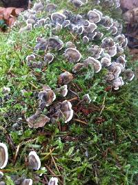 Trametes versicolor image