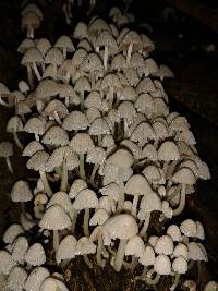 Coprinellus disseminatus image