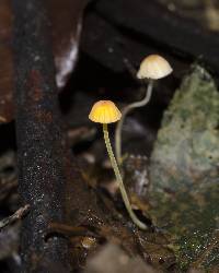 Mycena acicula image