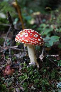 Amanita muscaria image