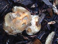 Clathrus ruber image