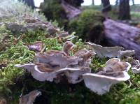 Trametes versicolor image