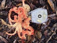 Clathrus ruber image