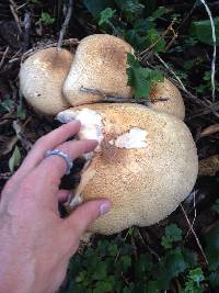 Agaricus augustus image