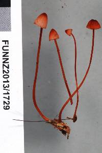 Mycena ura image