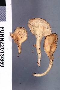 Gloeocantharellus novae-zelandiae image