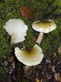 Tricholoma viridiolivaceum image