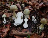 Amanita phalloides image