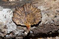 Polyporus nigrocristatus image