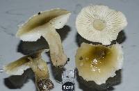 Tricholoma viridiolivaceum image