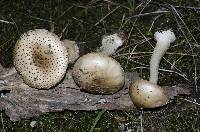 Image of Amanita australis